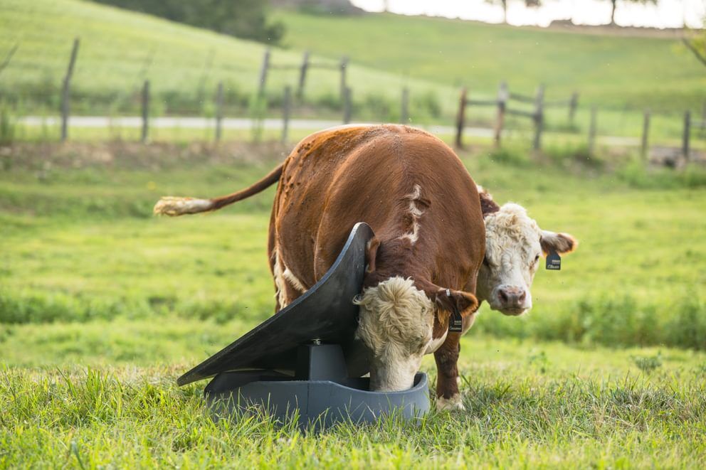 Behlen Country Gray PolyGuard 3-Block Mineral Feeder