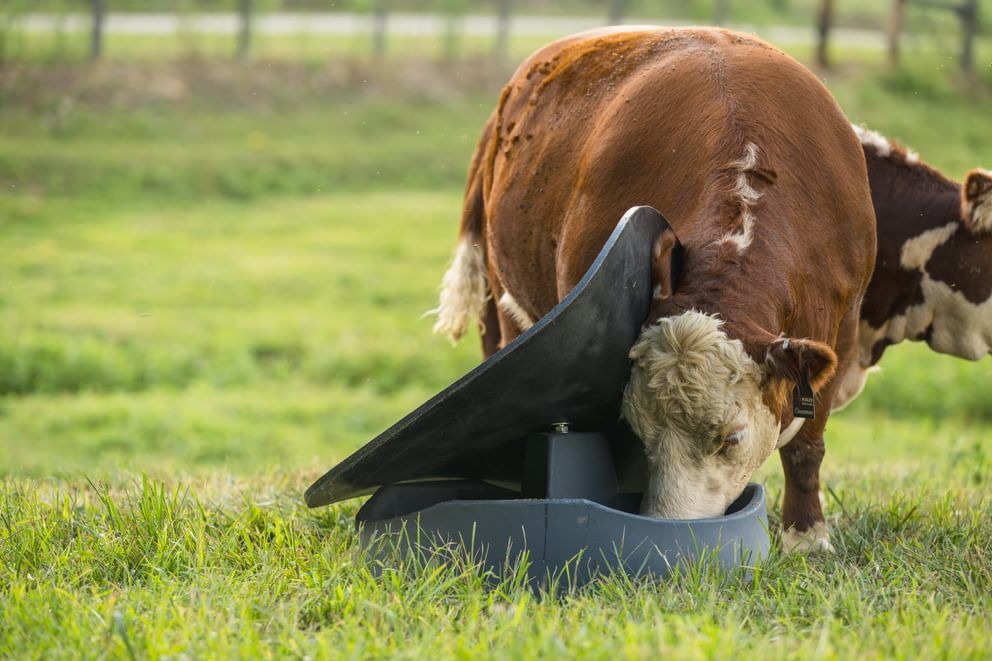 Behlen Country Gray PolyGuard 3-Block Mineral Feeder