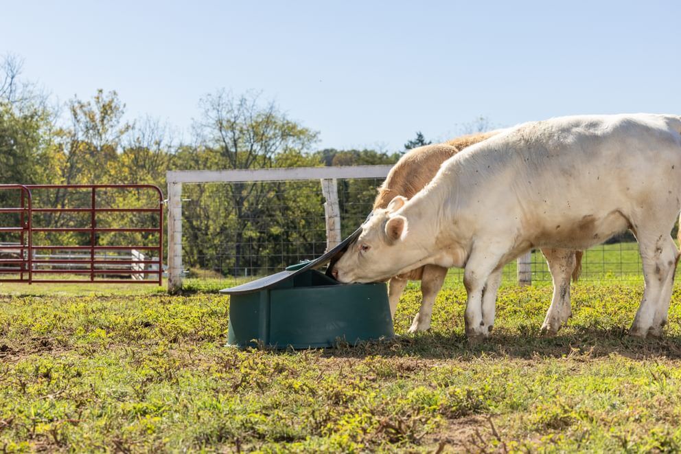Behlen Country Green Big Valley Mineral Feeder
