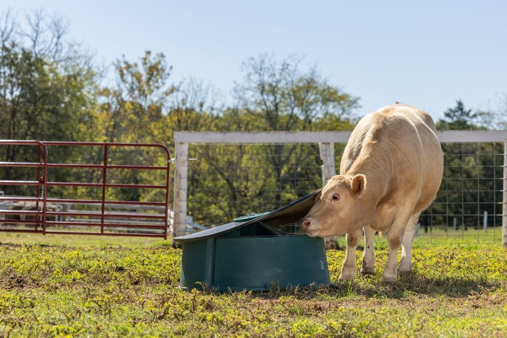 Behlen Country Green Big Valley Mineral Feeder