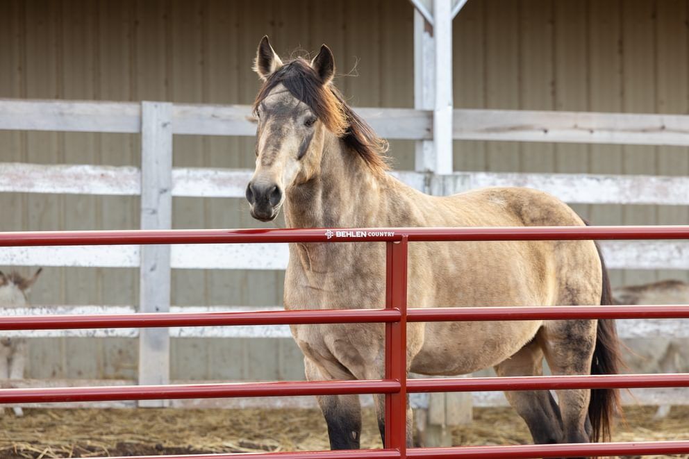 Behlen Country Green AgStar Gate, 6-Ft x 50-In