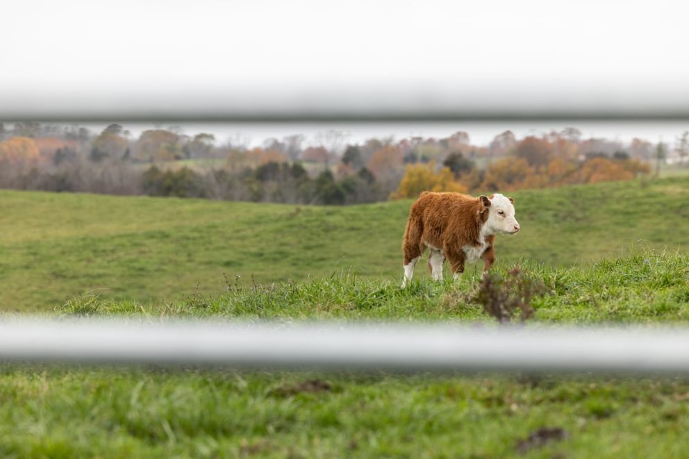 Behlen Country Green AgStar Gate, 10-Ft x 50-In