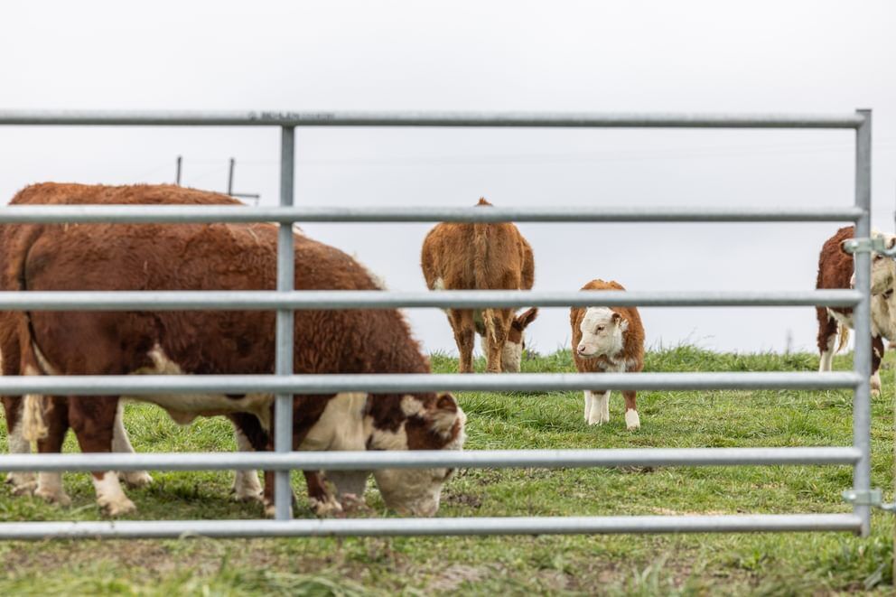 Behlen Country Green AgStar Gate, 16-Ft x 50-In