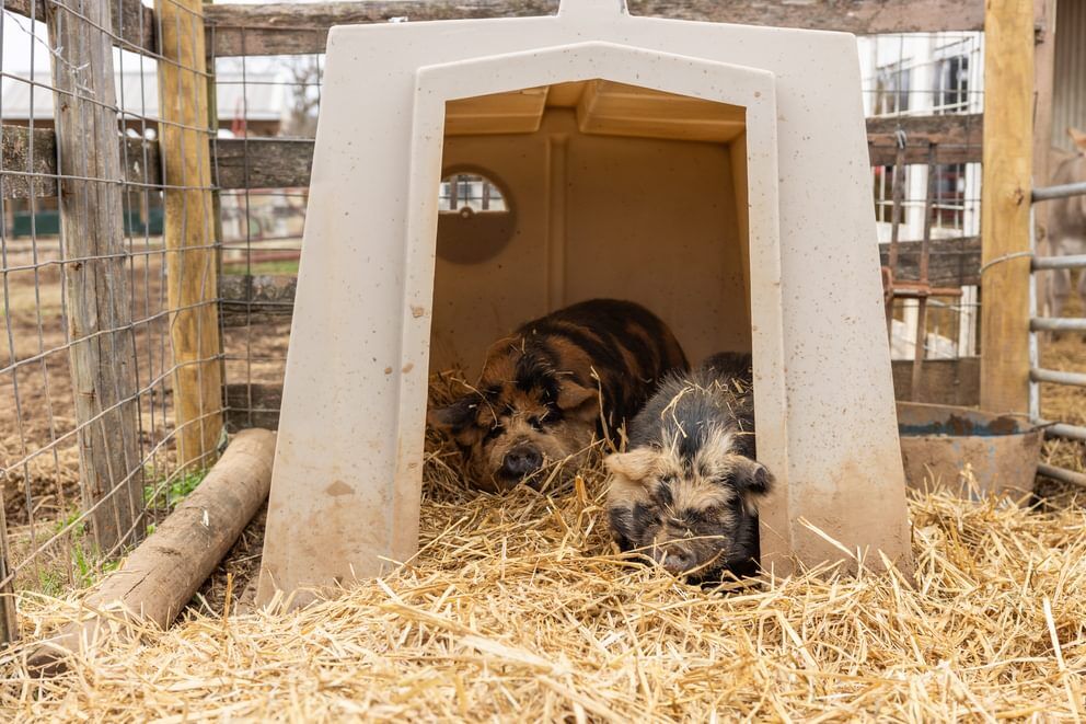 Behlen Country The Bungalow Animal Shelter, 76-In x 51-In