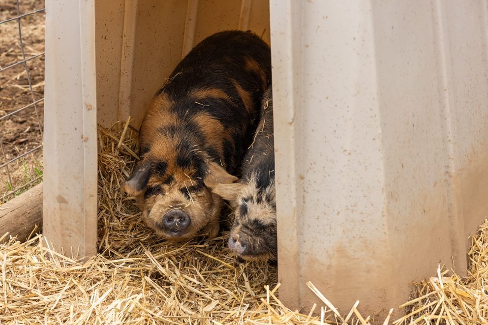 Behlen Country The Bungalow Animal Shelter, 76-In x 51-In