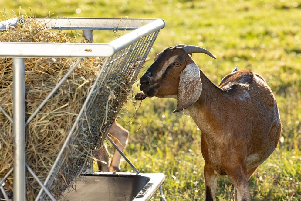 Behlen Country Black Foreman Pro All-In-One Feed Station, 5-Ft