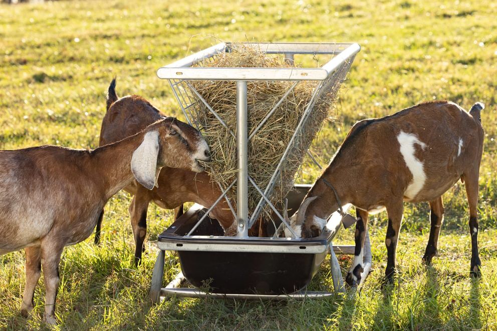 Behlen Country Black Foreman Pro All-In-One Feed Station, 5-Ft