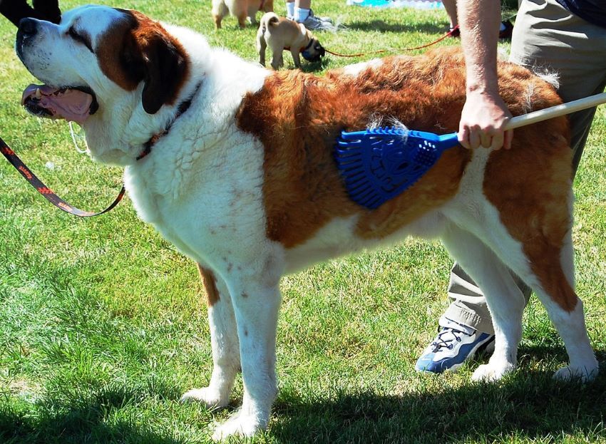 Furizzy Short Handle Blue Furizzy Shedding Rake 