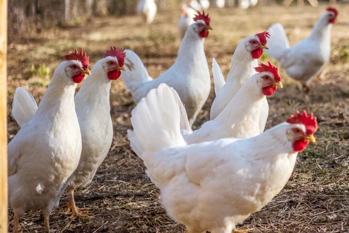 White Leghorn Pullet