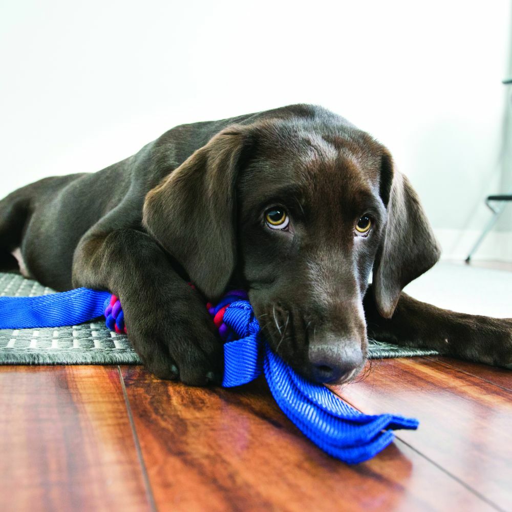 Tugga Wubba™ Dog Toy, XLarge