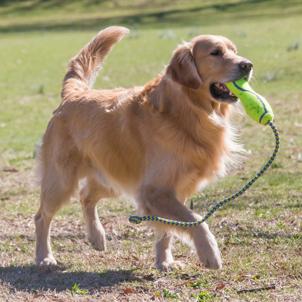 Airdog Squeaker Stick