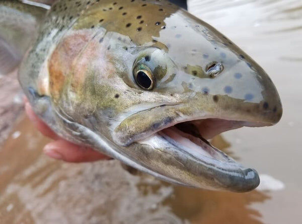 Lamiglas X-11 Cork Handle 12-25-Lb Fishing Rod, 8-Ft 6-In