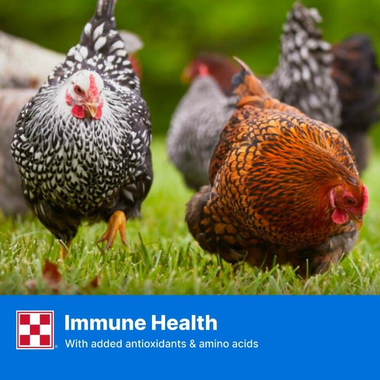 Purina Layena Pellets 16% Layer Hen Feed, 10-Lb