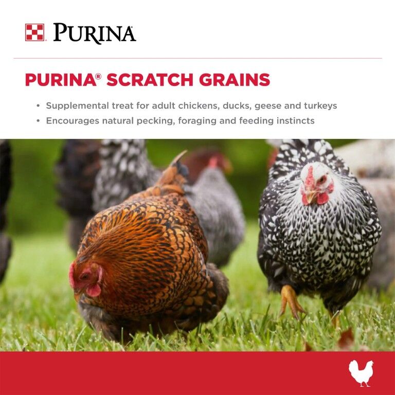 Purina Scratch Grains, 50-Lb