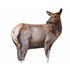 Montana Decoy Cow Elk Decoy