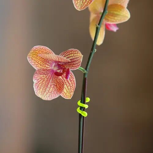 Nite Ize Gear Tie Original Reusable Rubber Twist Tie Assorted, 4-Pk