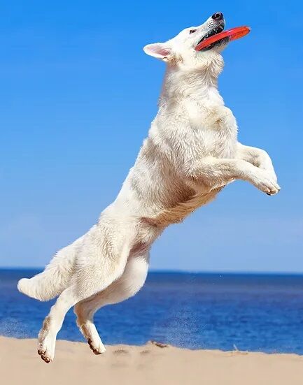 Petsport Tuff Disk Dog Toy with Coastal Logo in Red, 9-In