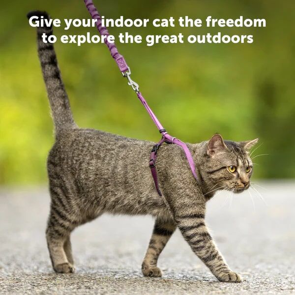 PetSafe Come With Me Kitty Cat Harness & Bungee Leash