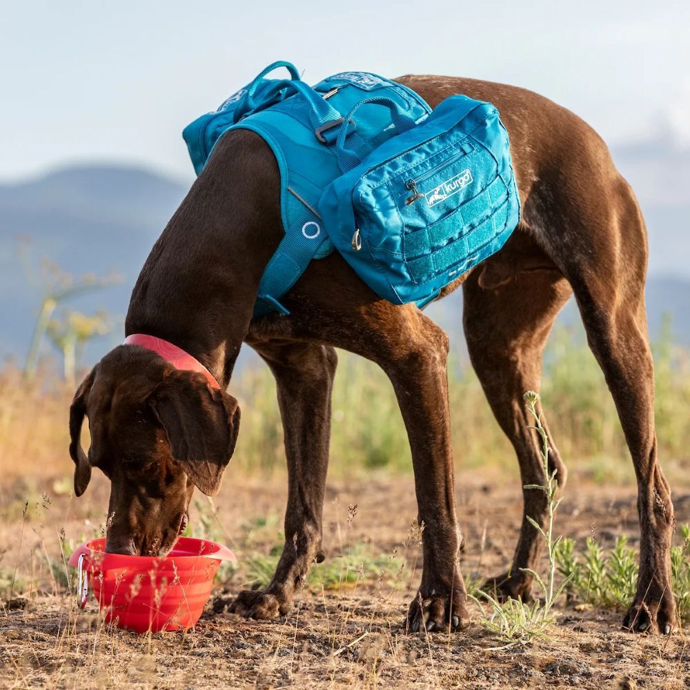 Kurgo Red Collaps A Bowl
