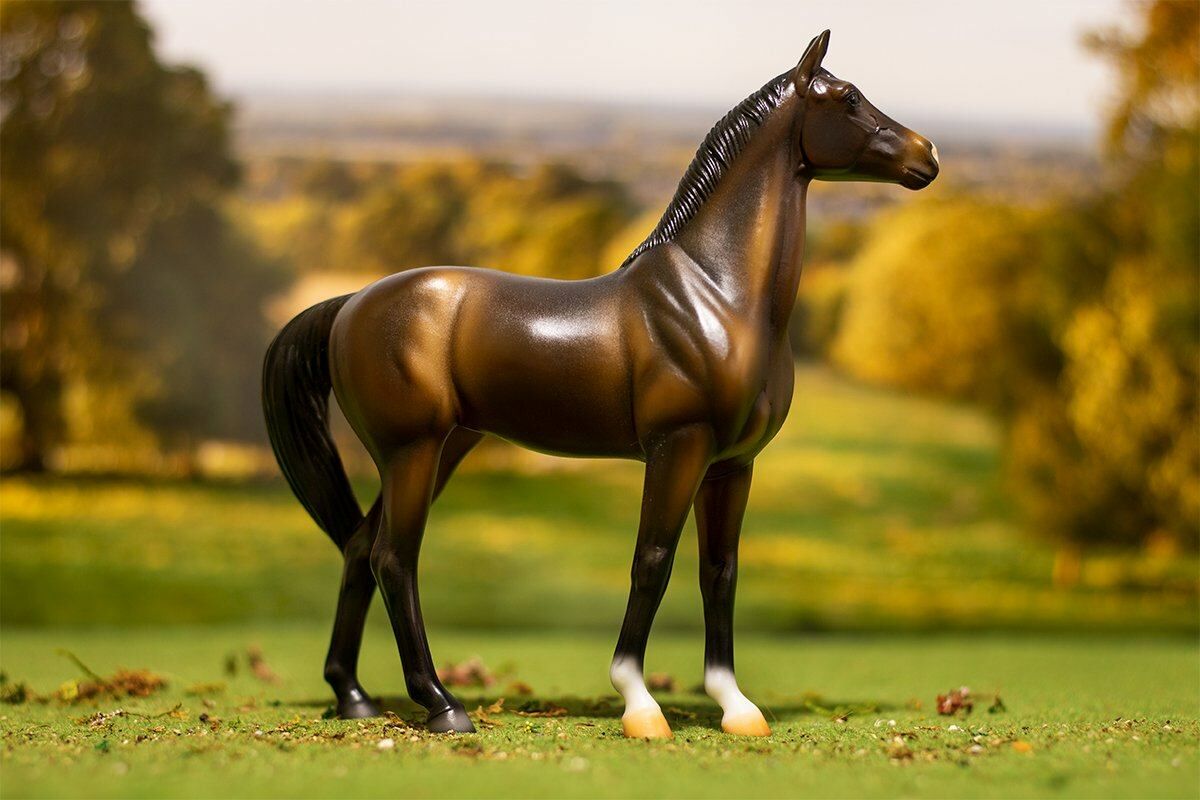 Mahogany Bay Thoroughbred