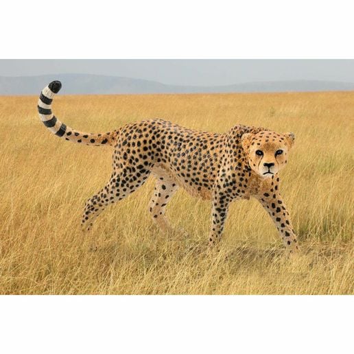 Schleich Female Cheetah Toy