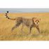 Schleich Female Cheetah Toy