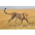 Schleich Female Cheetah Toy