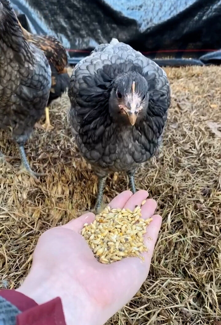 Scratch & Peck Feeds Organic Grower Mash, 10-Lb