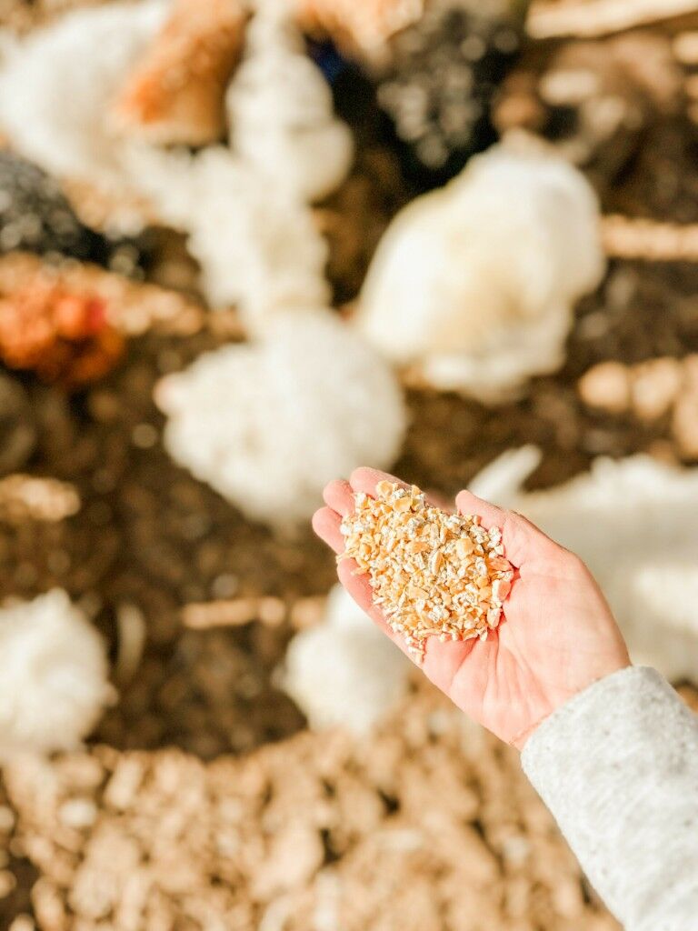 Scratch & Peck Feeds Organic Cracked Corn, 8-Lb