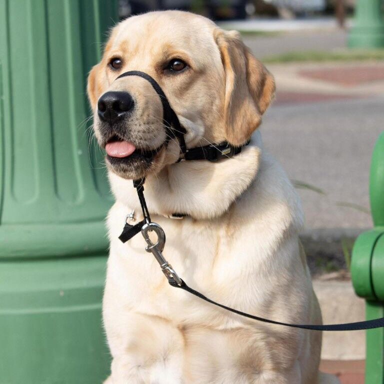 Costal Pet Products Walk 'n Train! Black Medium Dog Head Halter