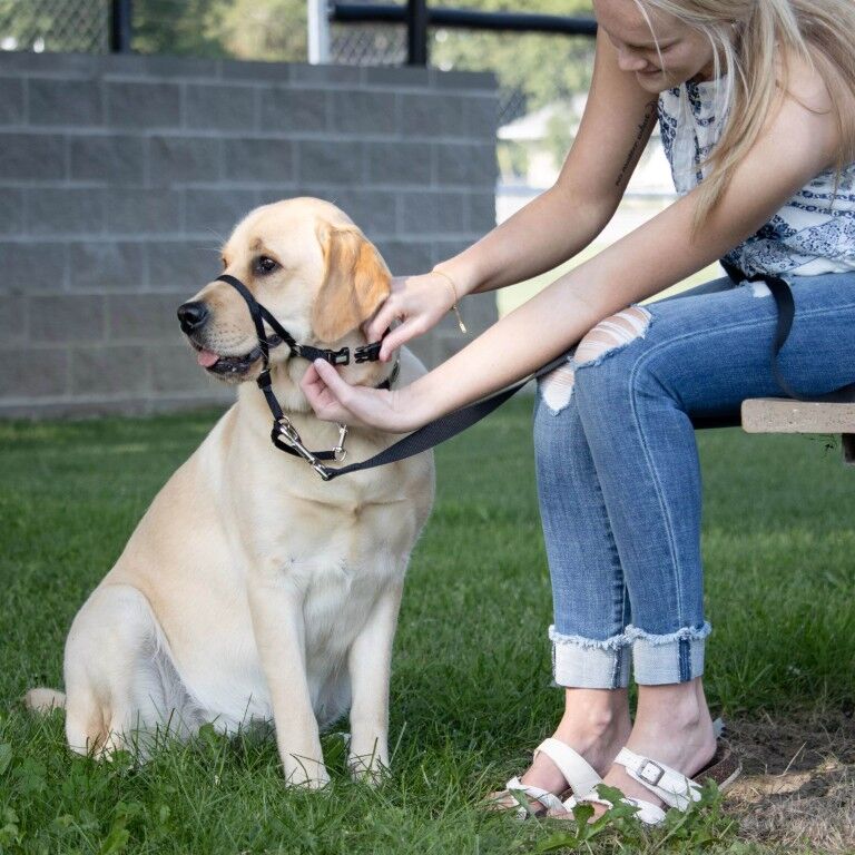 Costal Pet Products Walk 'n Train! Black Medium Dog Head Halter