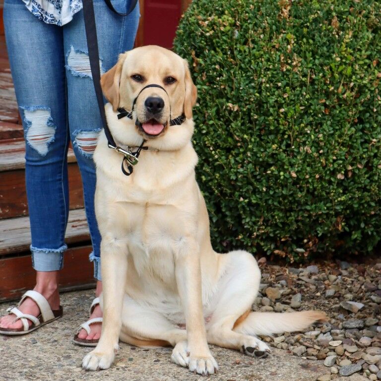 Costal Pet Products Walk 'n Train! Black Medium Dog Head Halter