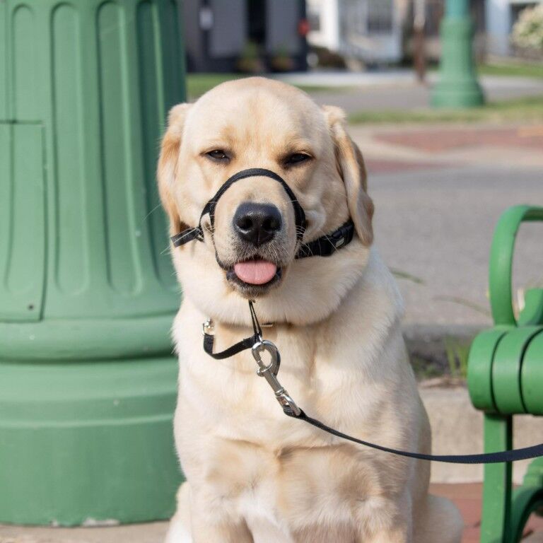 Costal Pet Products Walk 'n Train! Black Medium Dog Head Halter