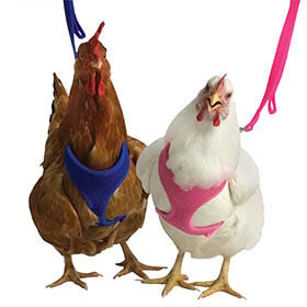 Chicken Harness, Red