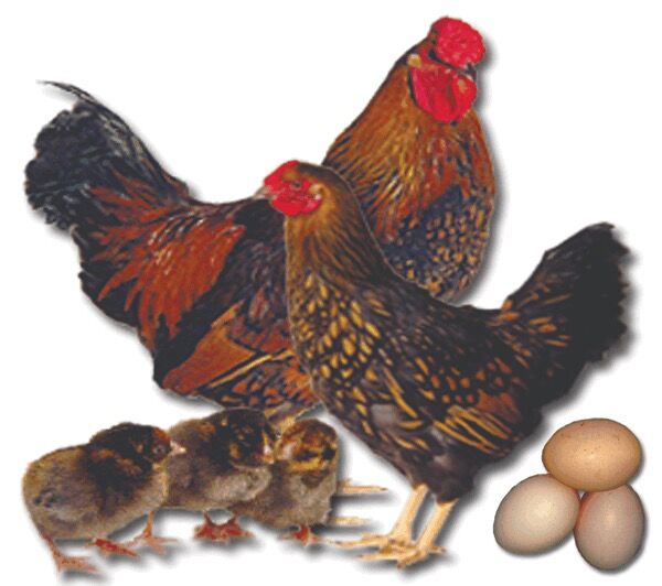 Golden Laced Wyandotte Pullet