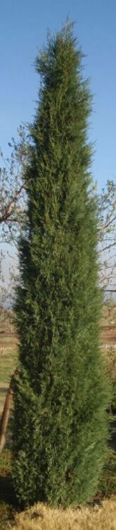 Woodburn Nursery Assorted Juniper #1
