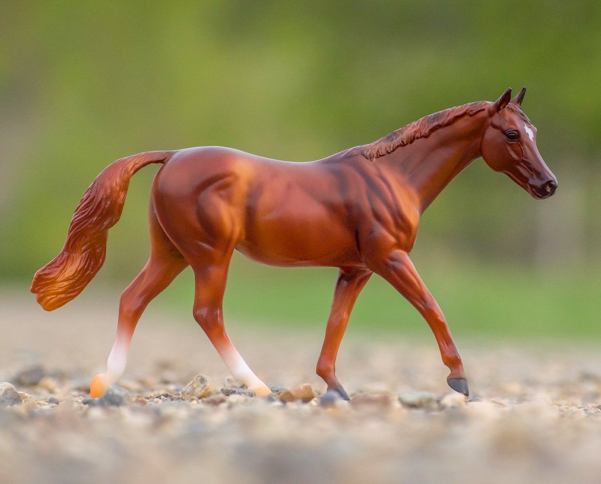 Coopery Chestnut Thoroughbred Horse