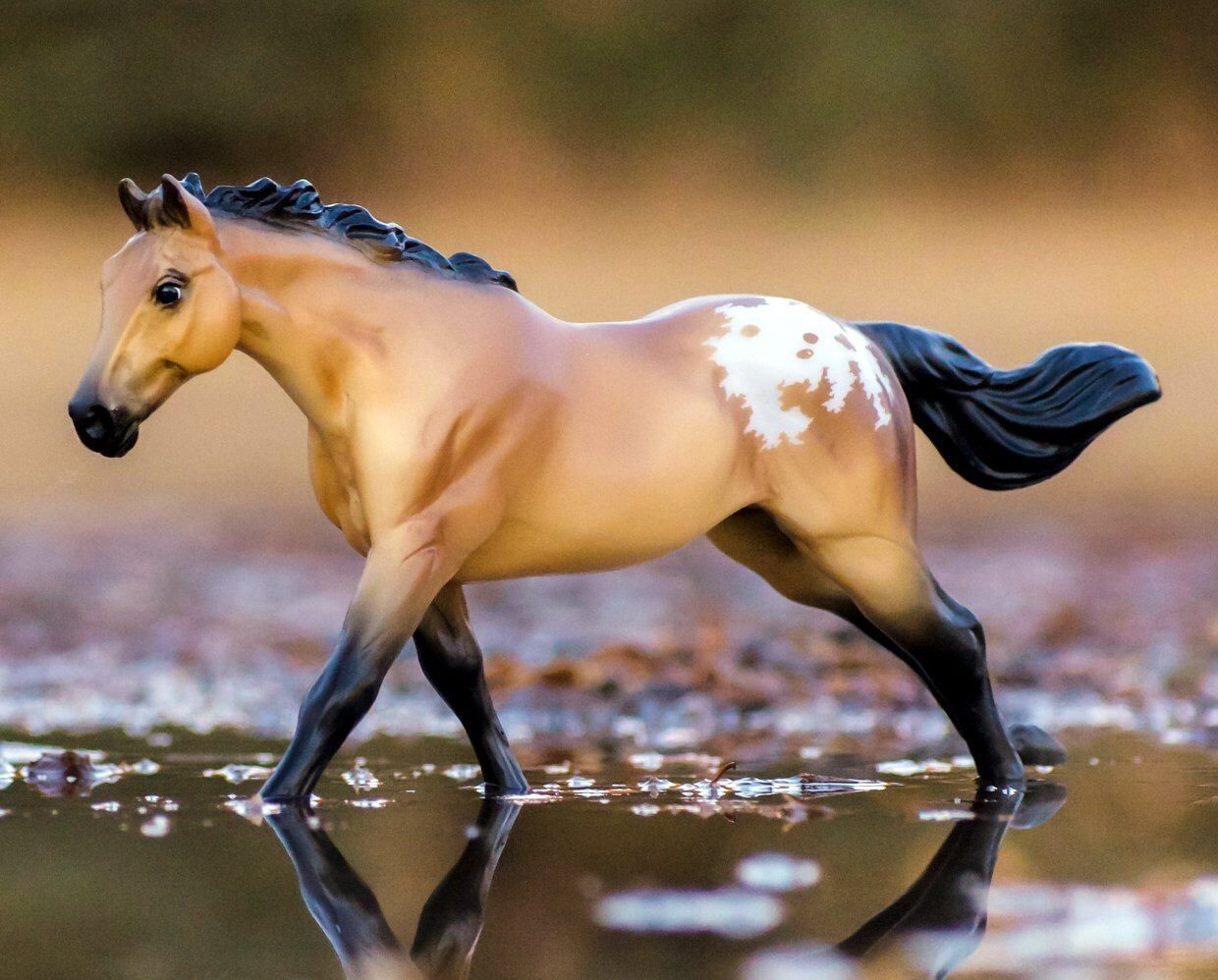 Buckskin Blanket Appaloosa Horse