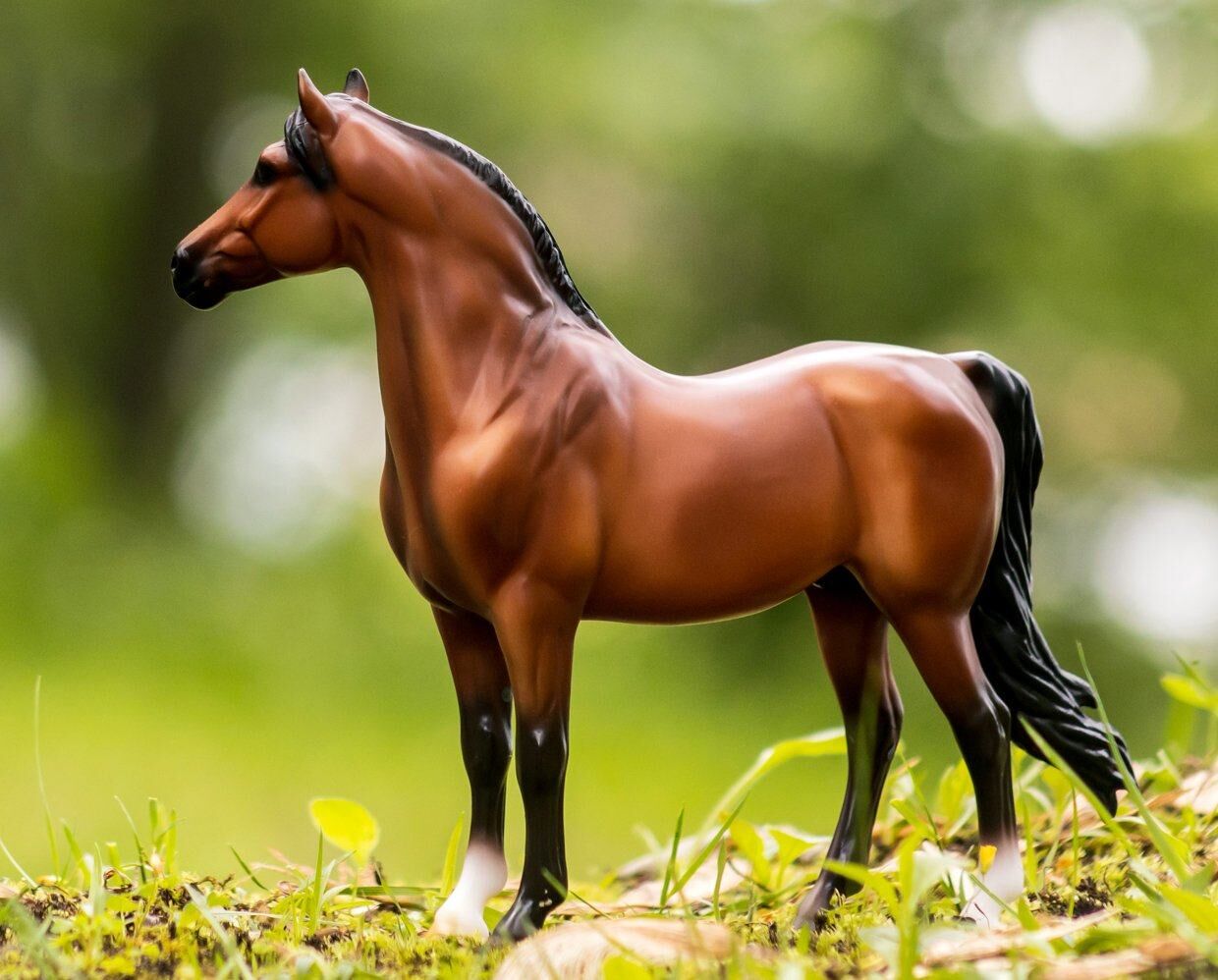 Bright Bay Morgan Horse