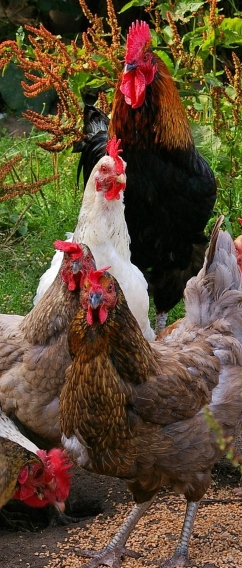 Frostop Diet Rootbeer - 32 oz