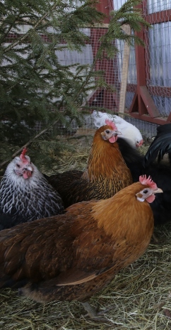 Frostop Diet Rootbeer - 32 oz