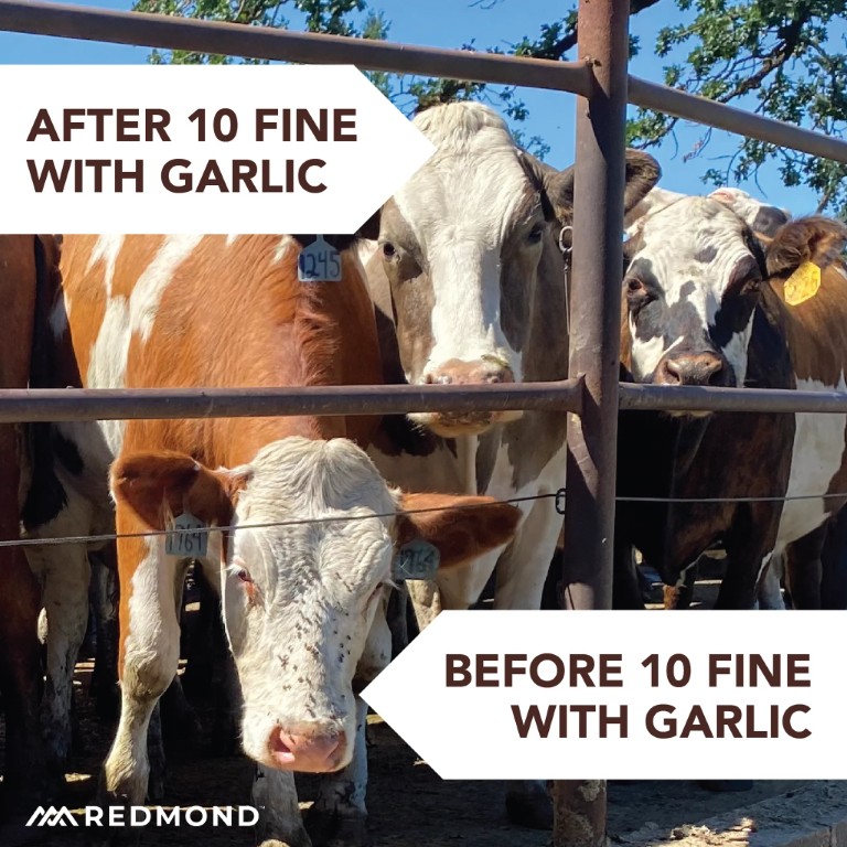 Redmond 10 Fine Natural Premium Mineral Salt Block With Garlic, 44-Lb