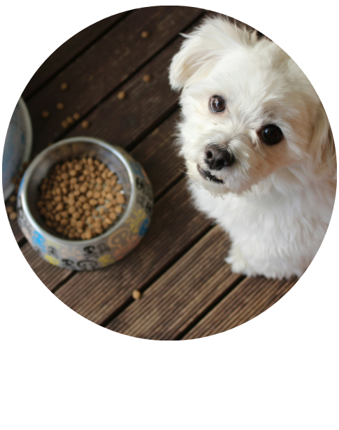 Pet Food