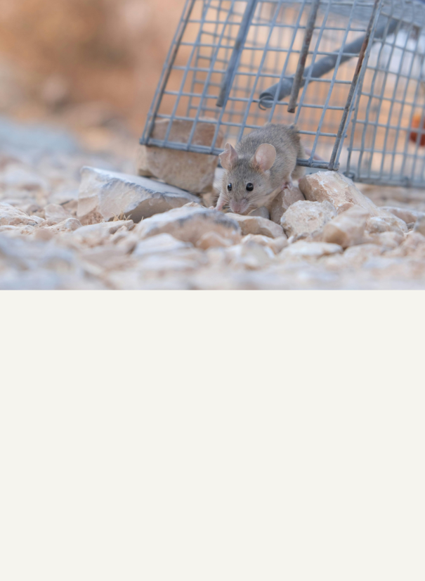 RODENT TRAPS